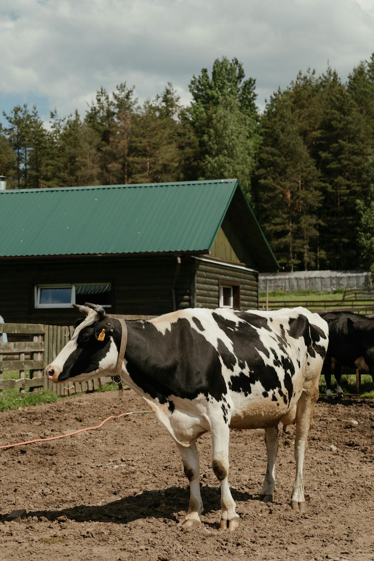 West Meadows Pitt Meadows hobby farms blueberry